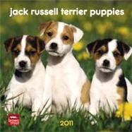 Jack Russell Terrier Puppies 2011 Calendar