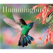 Hummingbirds 2009