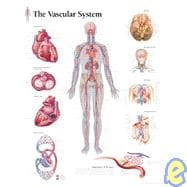 The Vascular System chart Wall Chart