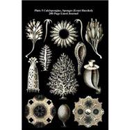 Calcispongiae, Sponges, Plate 5 - Ernst Haeckel