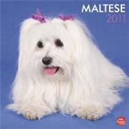 Maltese 2011 Calendar