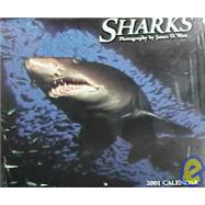Sharks 2001 Calendar