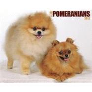 Just Pomeranians 2012 Calendar