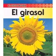 El girasol / Life Cycle of a Sunflower