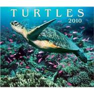 Turtles 2010 Calendar