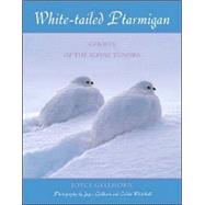 White-tailed Ptarmigan