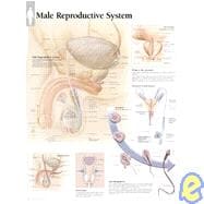 Male Reproductive System chart Laminated Wall Chart