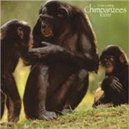 Chimpanzees 2009 Calendar