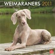 Weimaraners 2011 Calendar