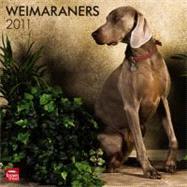 Weimaraners 2011 Calendar