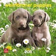 Weimaraner Puppies 2011 Calendar