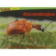 Escarabajos / Beetles
