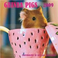 Guinea Pigs 2009 Calendar