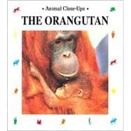 The Orangutan