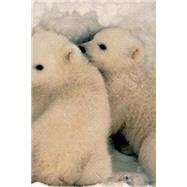 Polar Bear Cubs Password / Login / Website Keeper