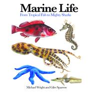 Marine Life From Tropical Fish to Mighty Sharks