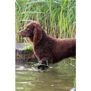 The American Water Spaniel Dog Journal