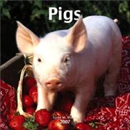 Pigs 2007 Calendar