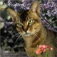 Abyssinians 2009 Calendar