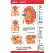 Urinary System Pockets Perma Charts