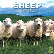 Sheep 2007 Calendar