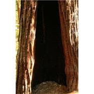 Hollow Giant Redwood Tree