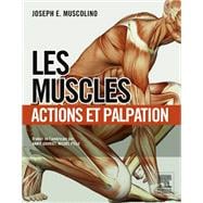 Les muscles : actions et palpation