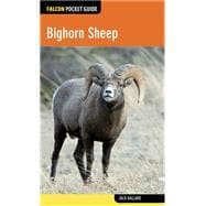 Bighorn Sheep