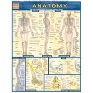 Anatomy