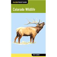 Colorado Wildlife