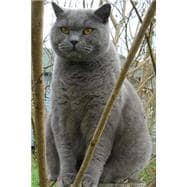 British Blue Shorthair on a Fence Journal