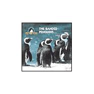 The Banded Penguins