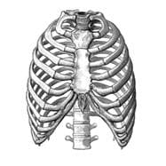 Medical and Anatomical Illustrations With Over 4800 Royalty-Free Images