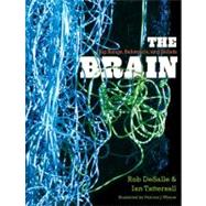 The Brain; Big Bangs, Behaviors, and Beliefs