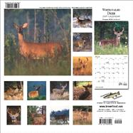 White-tailed Deer 2007 Calendar