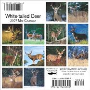 White-tailed Deer 2007 Mini Calendar