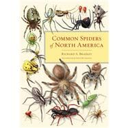 Common Spiders of North America