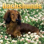 Dachshunds, Longhaired 2005 Calendar