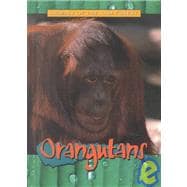 Orangutans