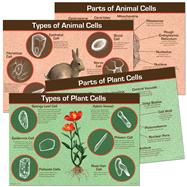 Animal & Plant Cells Bulletin Board Set
