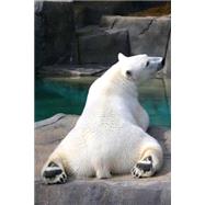 Sunbathing Polar Bear Journal