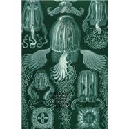 Ernst Haeckel Cubomedusae Jellyfish