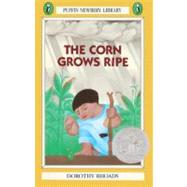 Corn Grows Ripe