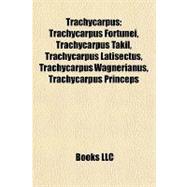 Trachycarpus : Trachycarpus Fortunei, Trachycarpus Takil, Trachycarpus Latisectus, Trachycarpus Wagnerianus, Trachycarpus Princeps