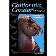 California Condor: Flying Free