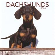 Dachshunds 2009 Calendar