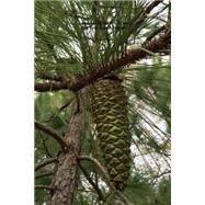 Long Leaf Pine Tree Cone