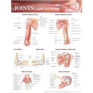 Joints of the Upper Extremities Anatomical Chart