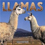 Llamas 2004 Calendar