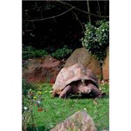 A Galapagos Tortoise Walking Lined Journal